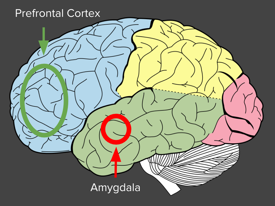 Brain regions - Amyugdala, Prefrontal Cortex (source: wikipedia + my customizations allowed per CC license)