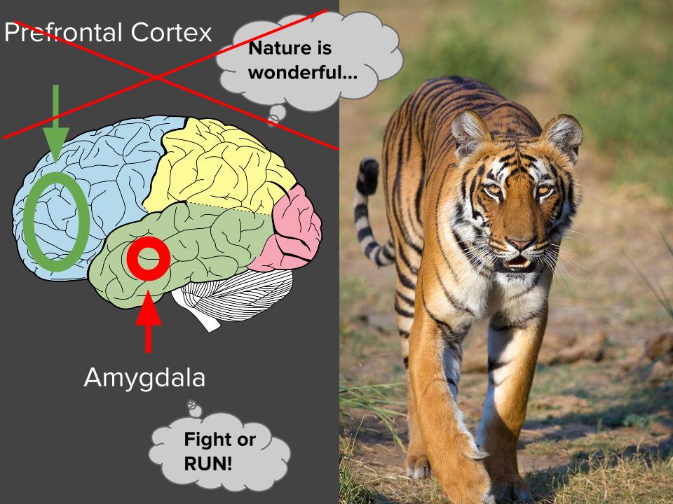 Brain's response to seeing a tiger (source: wikipedia + my customizations allowed per CC license)